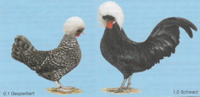 Holländer Zwerg-Haubenhühner