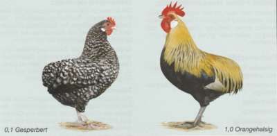 Zwerg-Kaulhühner