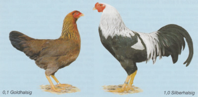 Twenter Hühner