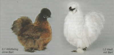 Zwerg-Seidenhühner